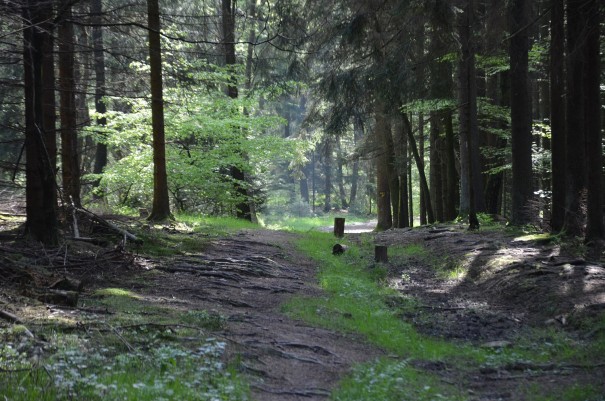 #TTwandern auf dem Westerwald Steig - die kühle Luft auf der Haut, das Klopfen des Spechtes und ein Vogelkonzert  im Ohr und Glückseligkeit im Herzen ©entdecker-greise.de