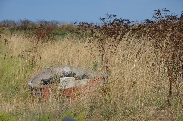 Ile d Oléron - gestrandet ©entdecker-greise.de