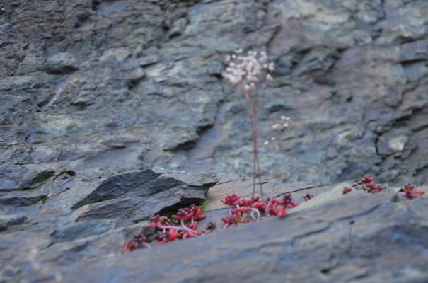 Lebnskraft auftanken auf dem Rotweinwanderweg © entdecker-greise.de