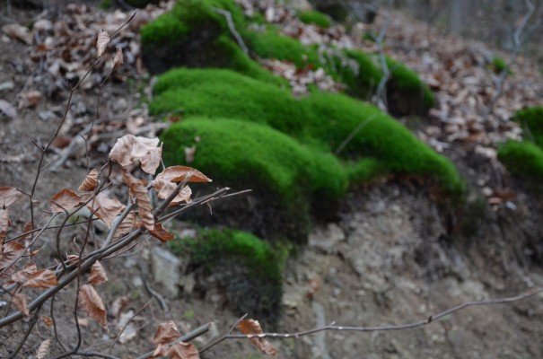 Abwechslung pur auf dem Rotweinwanderweg © entdecker-greise.de