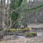 Wanderimpressionen Neanderlandsteig ©entdecker-greise.de