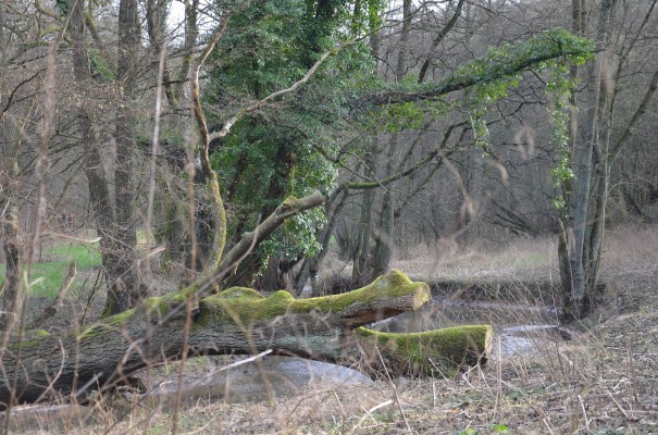 Wanderimpressionen Neanderlandsteig ©entdecker-greise.de