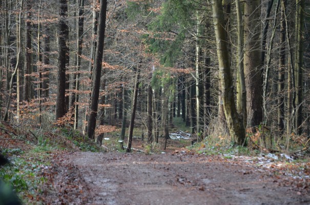 Abwechlung im Scherfbachtal ©entdecker-greise.de