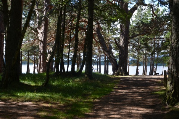 Bewaldeter Teil des Campingplatze Glenmore Site, direkt am Loch Morlich gelegen ©entdecker-greise.de