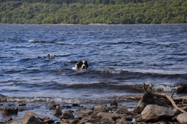 Carda schwimmt mit den Enten im Loch Lomond um die Wette - doch leider verloren ... ©entdecker-greise.de