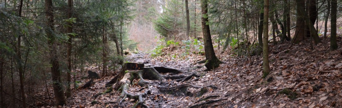 Das hat doch schon fast etwas von einem Wildnis-Trail ... so macht Wandern richtig Spaß! ©entdecker-greise.de