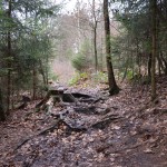 Das hat doch schon fast etwas von einem Wildnis-Trail ... so macht Wandern richtig Spaß! ©entdecker-greise.de