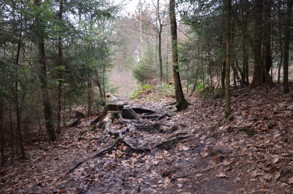 Das hat doch schon fast etwas von einem Wildnis-Trail ... so macht Wandern richtig Spaß! ©entdecker-greise.de