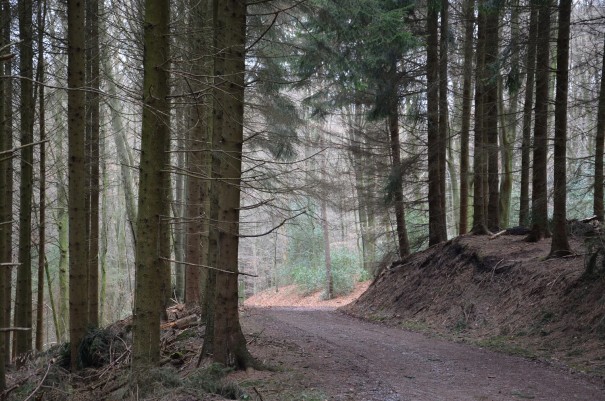 Einsame Pfade zwischen Bergisch Gladbach und Altenberg ©entdecker-greise.de