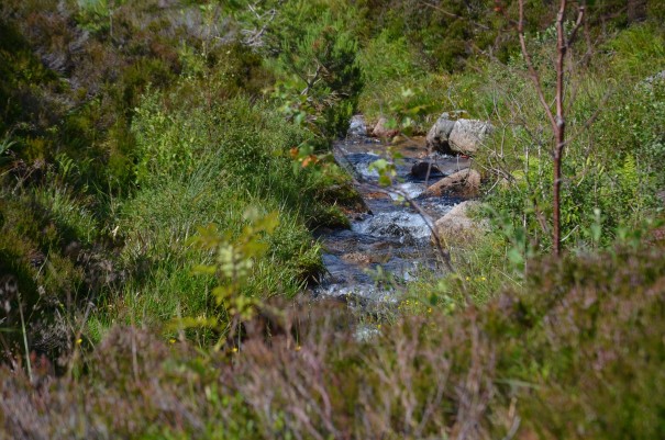 Gebirgsbach der Caingorm Mountains