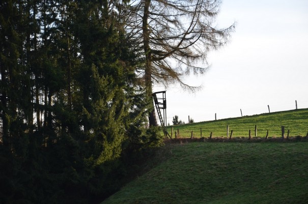 Hier kann man in den frühen Morgenstunden wunderbar Tiere beobachten ©entdecker-greise.de