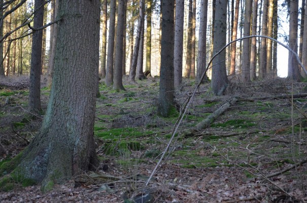 Meine Wanderung führt mich vorbei an stillen Wäldern ... ©entdecker-greise.de