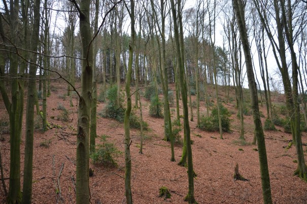 Sieht doch einfach nur herrlich aus - der Bergische Weg zwischen Bergisch Gladbach und Altenberg. ©entdecker-greise.de