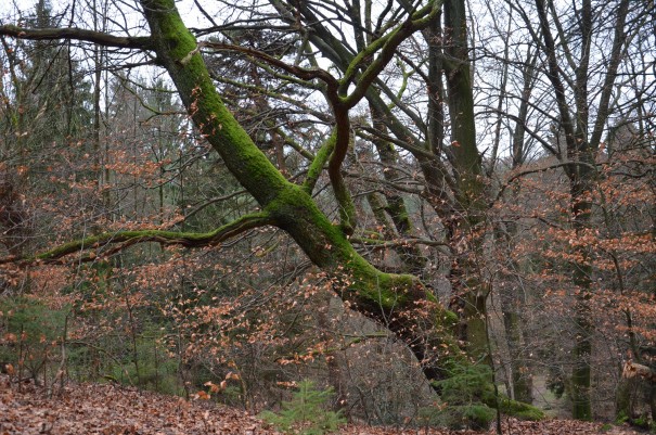 Wunderschöner Baumbestand, hier ist es einfach bei jedem Wetter herrlich! ©entdecker-greise.de