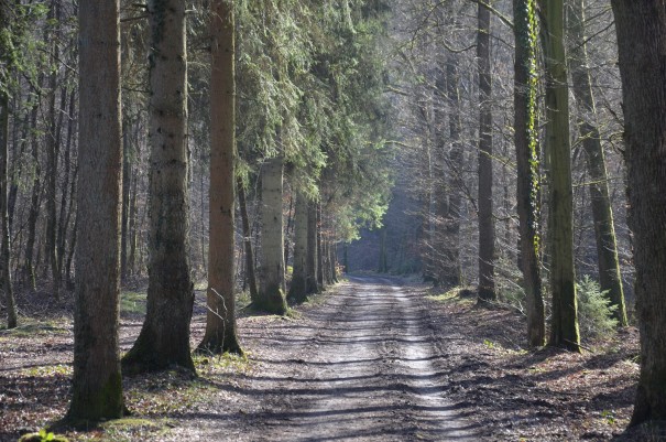 Abwechslungsreiche Streckenführung rund um Altenberg ©entdecker-greise.de