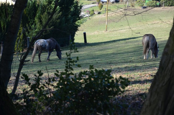 Bergisches Idyll zwischen Broich und Eulenthal ©entdecker-greise.de
