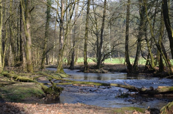Blick auf den Eifgenbach ©entdecker-greise.de