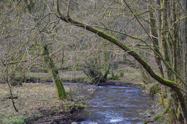 Der Eifgenbach ©entdecker-greise.de