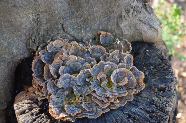 Die Schönheit der Natur entdeckern beim Wandern auf dem Bergischen Weg ©entdecker-greise.de
