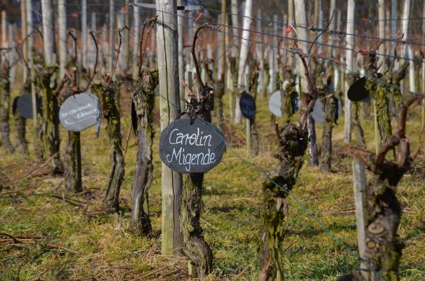 Eine Rebe ... die Deinen Namen trägt ... na, das wär doch mal was ... ©entdecker-greise.de