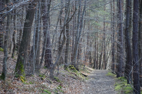 Im Sommer gibt es auf dem Ahrsteig zahlreiche Möglichkeiten unter dem Schutz der Bäume zu wandern. ©entdecker-greise.de