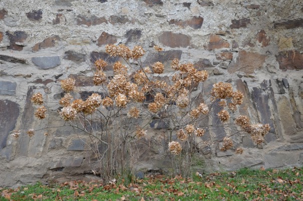 Impressionen vor der Stadtmauer Ahrwiler ©entdercker-greise.de