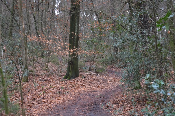 Langsam nähern wir uns dem Ende des schönen Benberger Schlossweges ... ©entdecker-greis.de