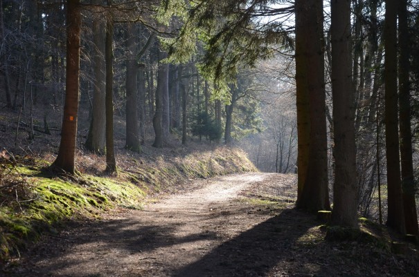 Lichtspiel auf dem Bergischen Weg ©entdecker-greise.de