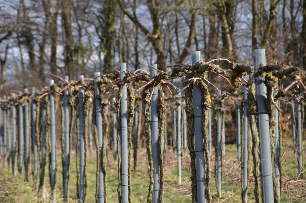 Reberziehung im Ahrtal ©entdecker-greise.de