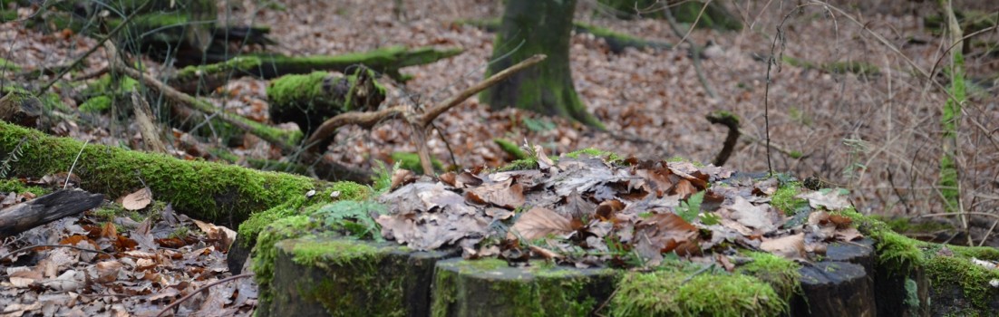 Schönes gibt es überall zu entdecken, wie hier auf dem Bensberger Schlossweg ©entdecker-greise.de