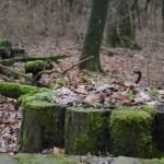 Schönes gibt es überall zu entdecken, wie hier auf dem Bensberger Schlossweg ©entdecker-greise.de