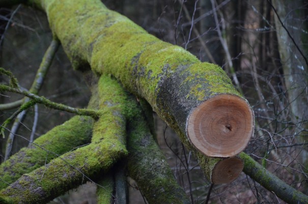 Wanderimpressionen Bergischer Weg ©entdecker-greise.de