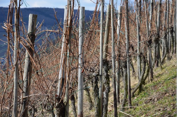 Weinberge dürfen auf dem Ahrsteig natürlich nicht fehlen! ©entdecker-greise.de