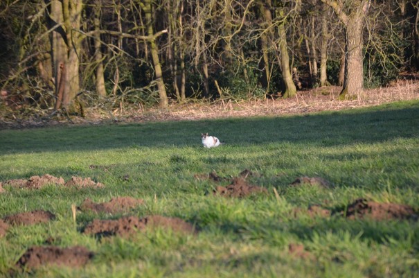 Wildlife auf dem Bergischen Weg, kurz vor Much ©entdecker-greise.de