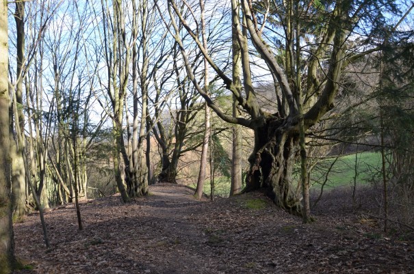 Zuweg zum Ahrsteig ©entdecker-greise.de
