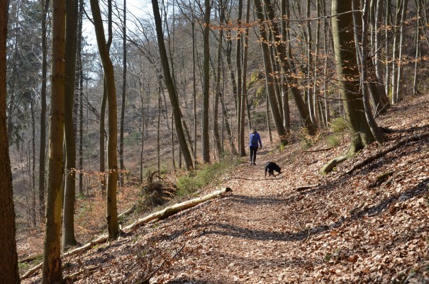 2. Etappe ... die ersten drei Kilometer geht es nur bergauf ... ©entdecker-greise.de