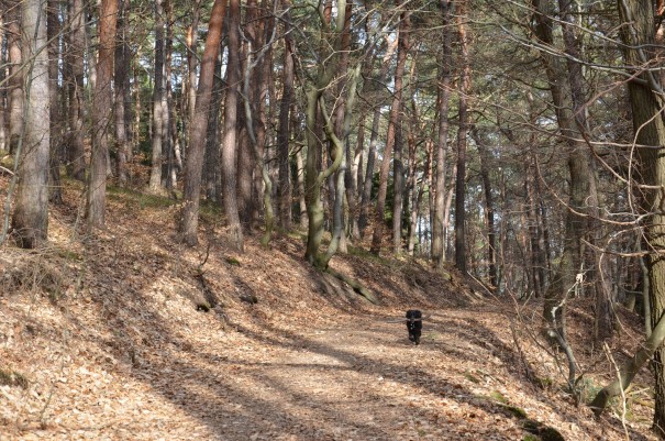 Die treue Maja fühlt sich glaube ich wie im Paradies. Die Pfälzer sind übrigens sehr hundefreundlich! ©entdecker-greise.de
