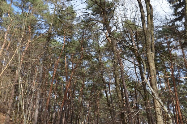 Kiefernwälder - für mich der Inbegriff von Erholung und Entspannung! Auch das gibt es hier auf dem Pfälzer Höhenweg. ©entdecker-greise.de