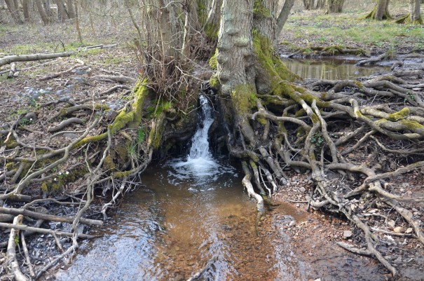 Was für ein witziger kleiner Wasserfall - die Natur findet eben immer einen Weg ©entdecker-greise.de