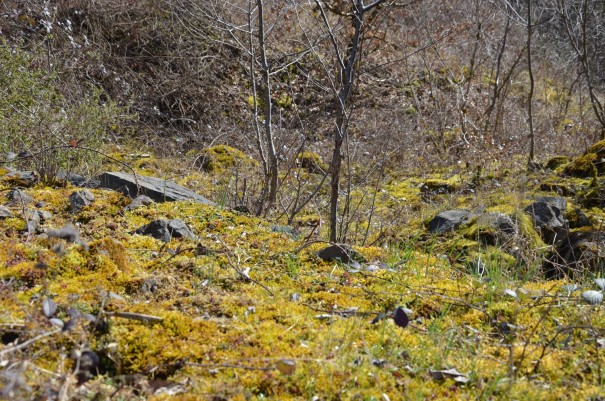Abwechslung auf dem Pfälzer Höhenweg ©entdecker-greise.de