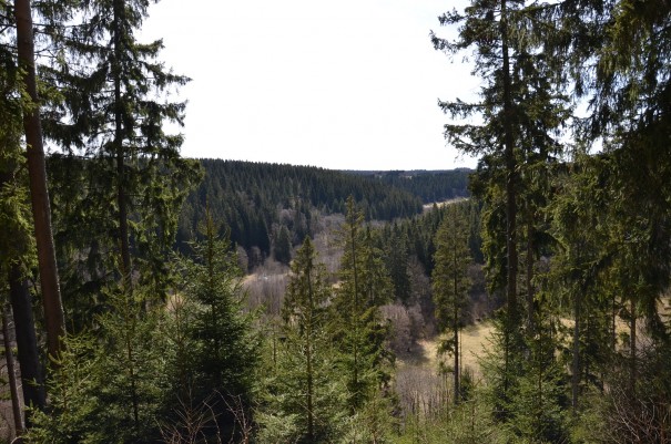 Der Blick über die Wipfel des Eifler Mischwaldes. ©entdecker-greise.de