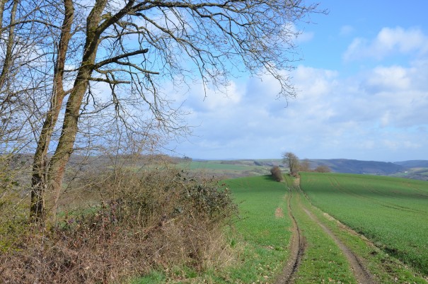 Der Weg wechselt ständig auf dem Pfälzer Höhenweg  ©entdecker-greise.de