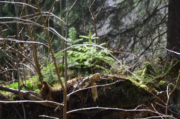 Der kleine Feenwald, gewachsen auf einer alten Wurzel. ©entdecker-greise.de