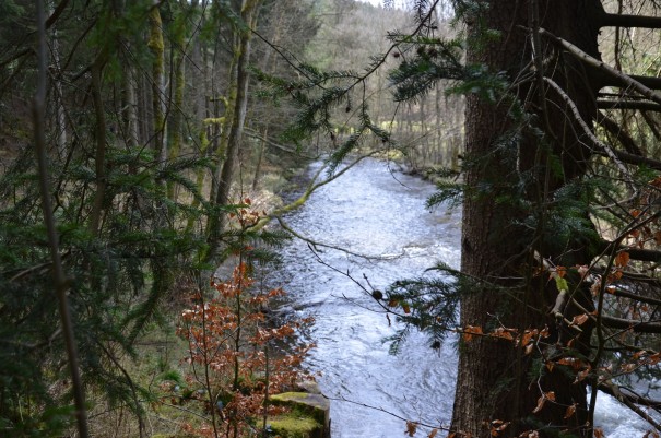  Narzissenroute bei Monschau Höfen -  wo Perlenbach und Fuhrtsbach sich treffen. ©entdecker-greise.de