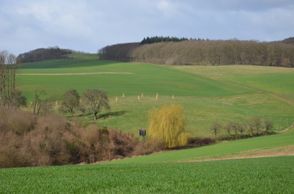 Die einzelne Trauerweide wirkt irgendwie fremd in dieser Landschaft ©entdecker-greise.de