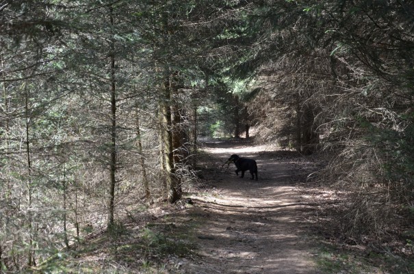 Die gute Maja ist und immer ein paar Schritte voraus und genießt die Narzissenroute ebenso wie wir. ©entdecker-greise.de