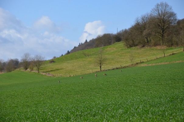 Ein stetiges Auf und Ab auf dem Pfälzer Höhenweg  ©entdecker-greise.de