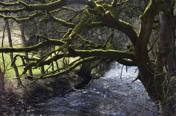 Fast schon mystisch wirkt dieser moosbewachsene alte Baum ©entdecker-greise.de