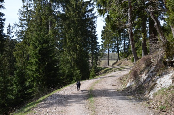 Für Maja gibt`s bim Wandern kein Halten, so auch hier auf dem Rückweg zum Wanderparkplatz. ©entdecker-greise.de