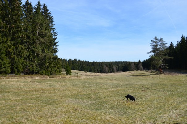 Hier wo jetzt vereinzelt schon Narzissen sprießen, stehen in nur wenigen Tagen Millionen von Narzissen in voller Blüte ©entdecker-greise.de